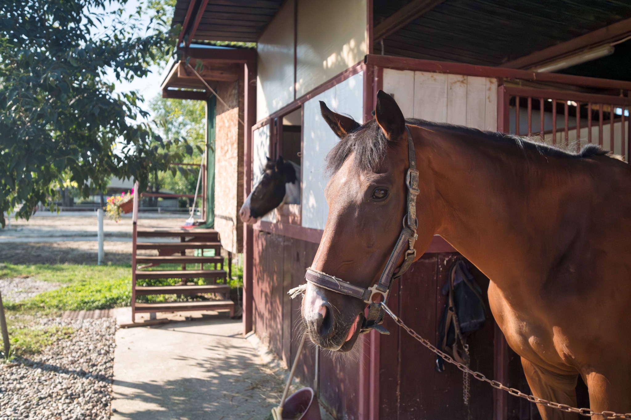 Cavallo in primo piano davanti ai box esterni del Remolino, con un secondo cavallo affacciato.
