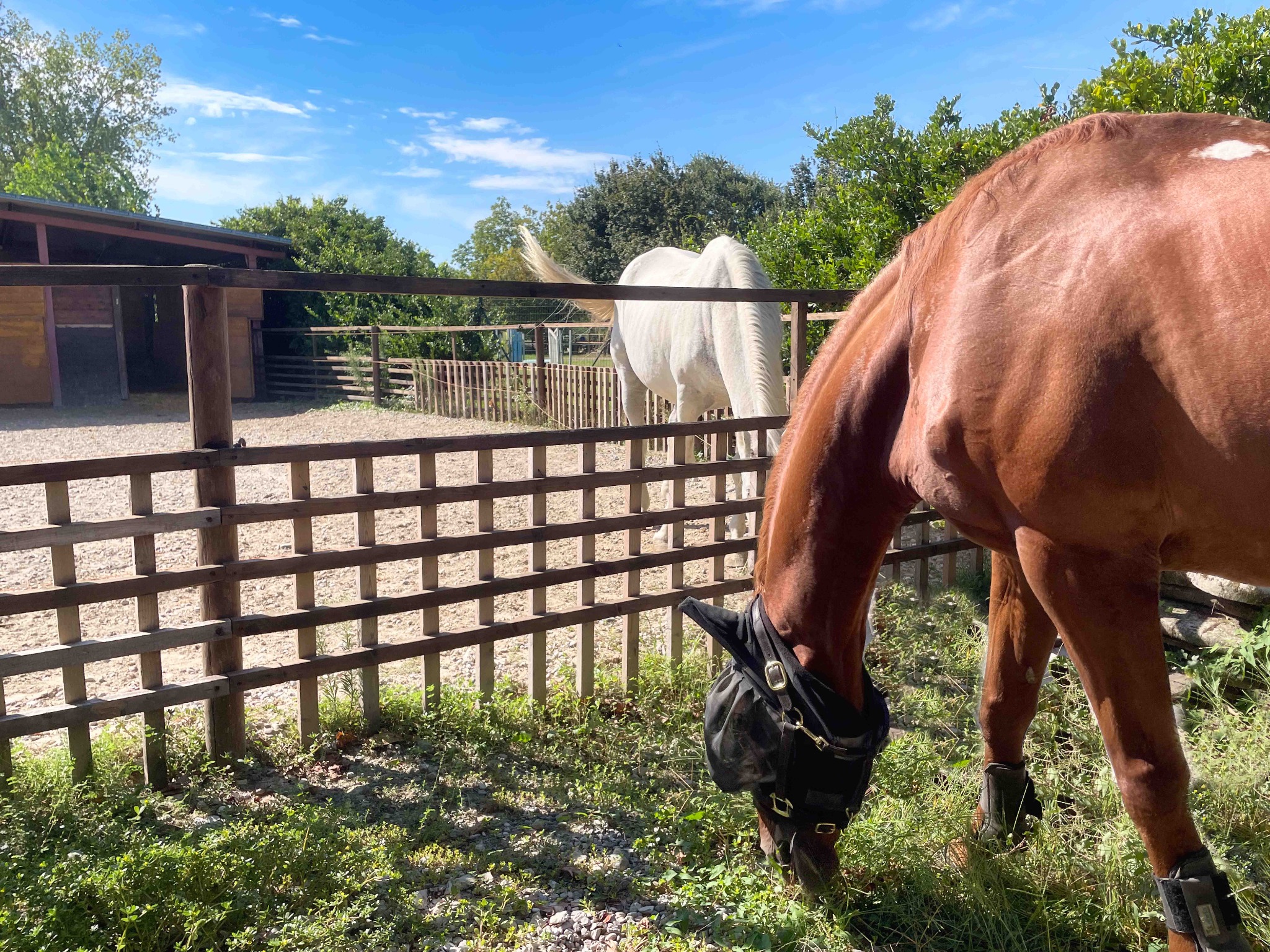 Un cavallo bruca accanto alla recinzione in legno dell’ampio paddock; un secondo cavallo si trova nel recinto adiacente.