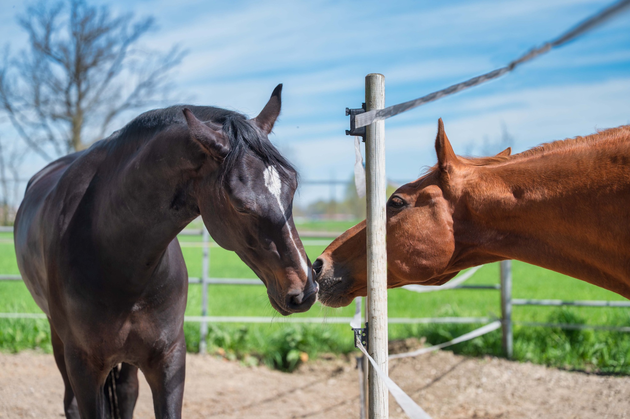 Due cavalli avvicinano i musi ai lati della recinzione che separa i paddock del Remolino.
