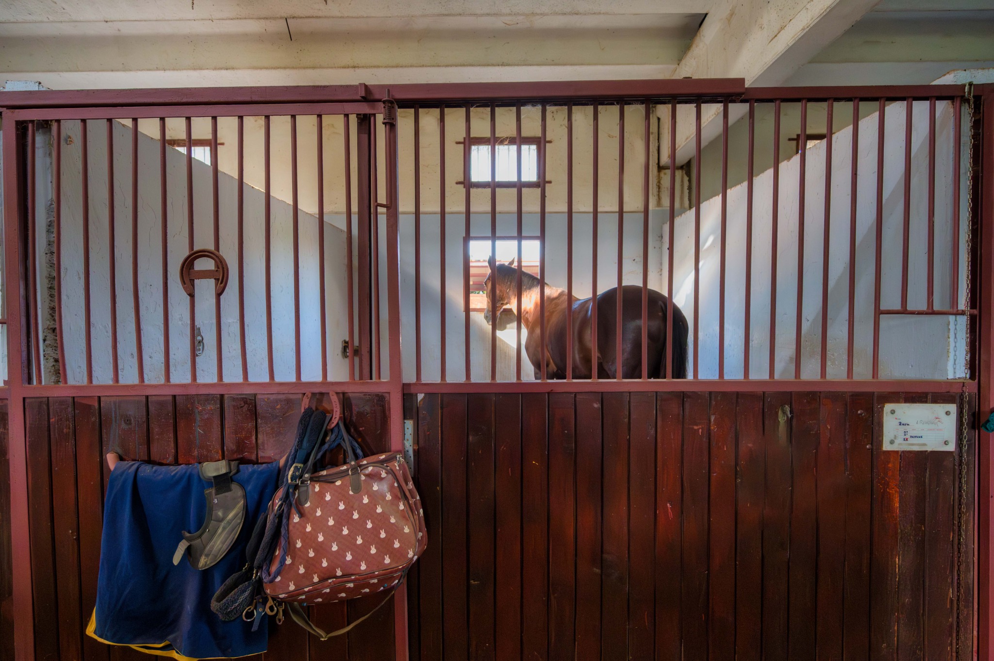 Cavallo nel box interno in muratura del Remolino, dietro la porta con sbarre.