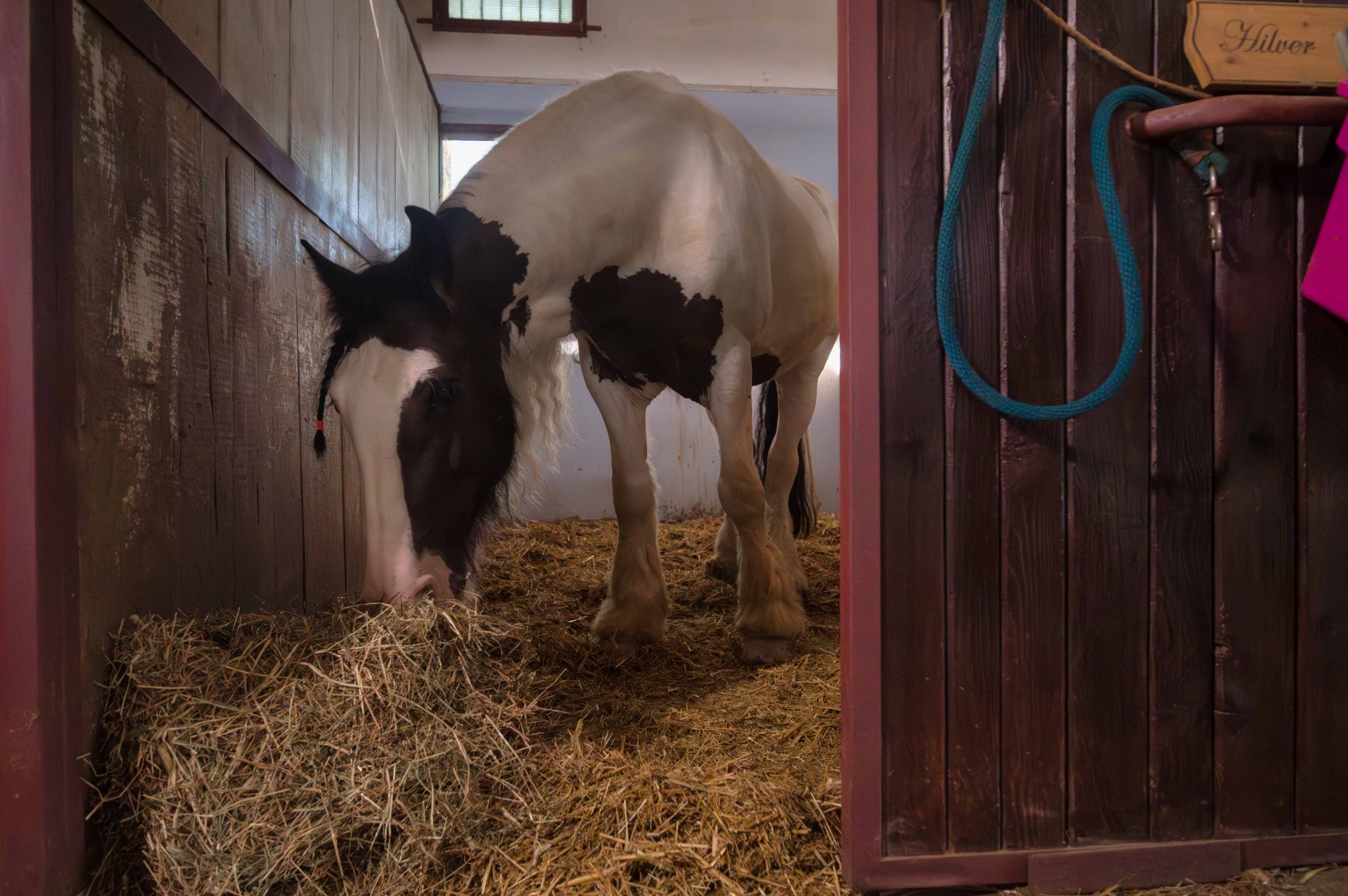 Cavallo pezzato mangia il fieno nel proprio box al Remolino.