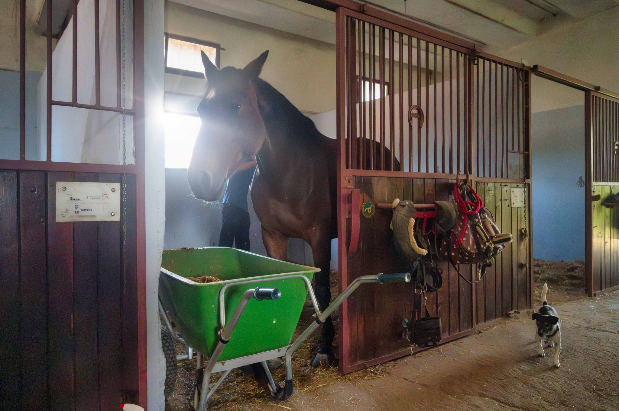 Cavallo all’ingresso del box, con una carriola davanti alla porta e la cagnolina Zoe nel corridoio della scuderia del Remolino.
