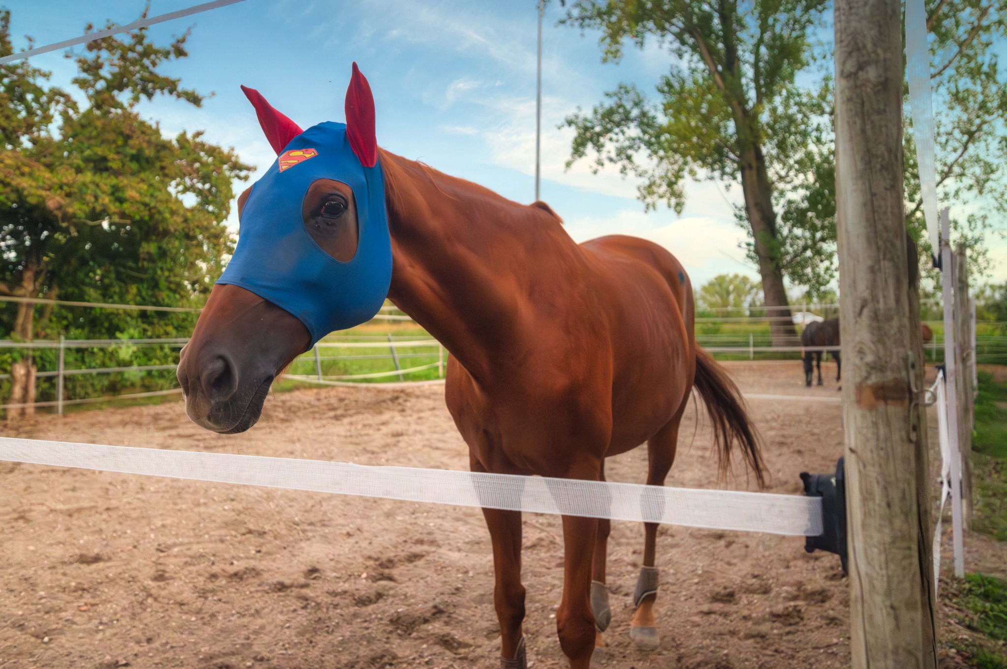 Cavallo con maschera antimosche a tema Superman vicino alla recinzione di un paddock del Remolino.