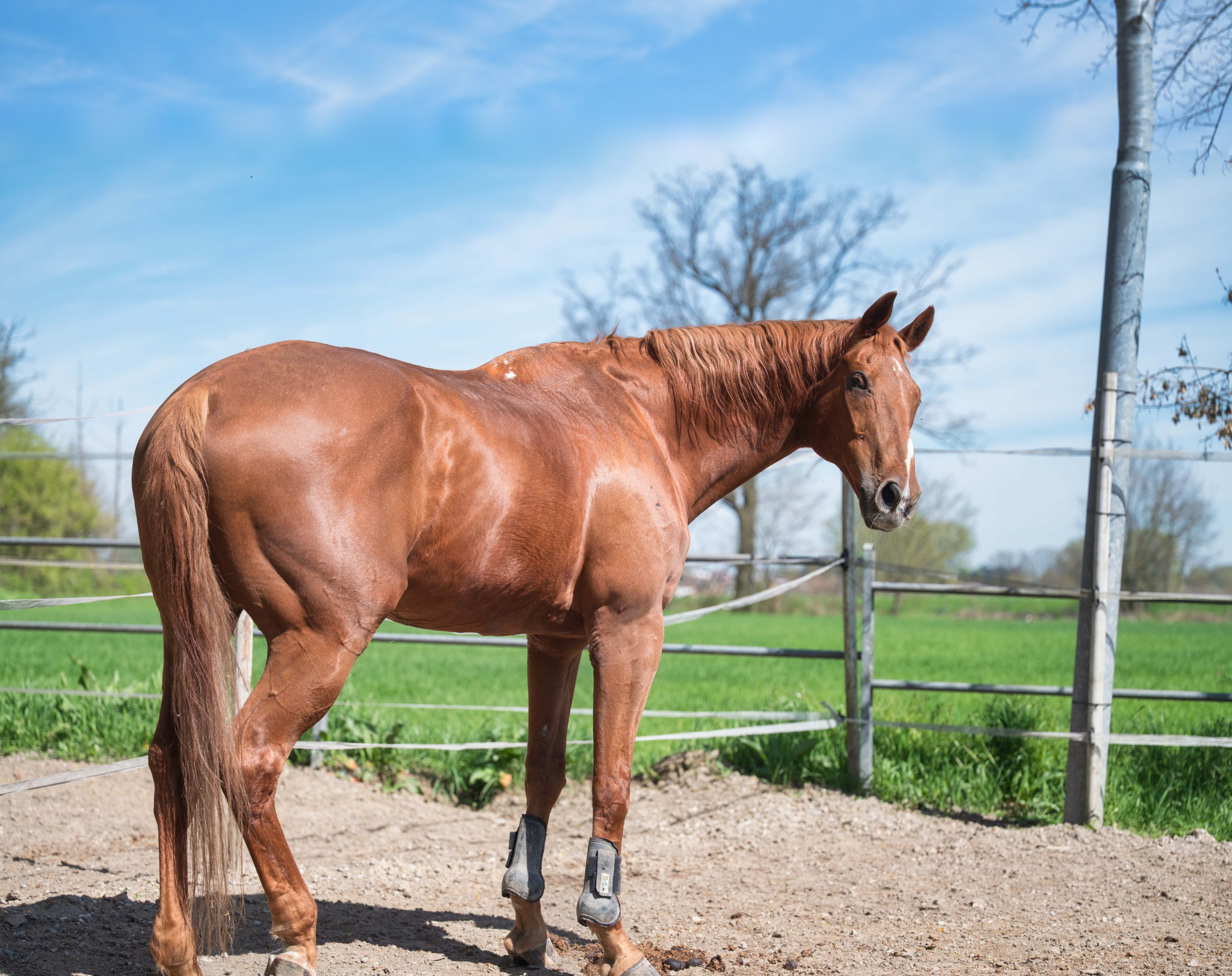 Dorian, cavallo purosangue, nel paddock del Remolino, con recinzioni e campagna verde sullo sfondo.