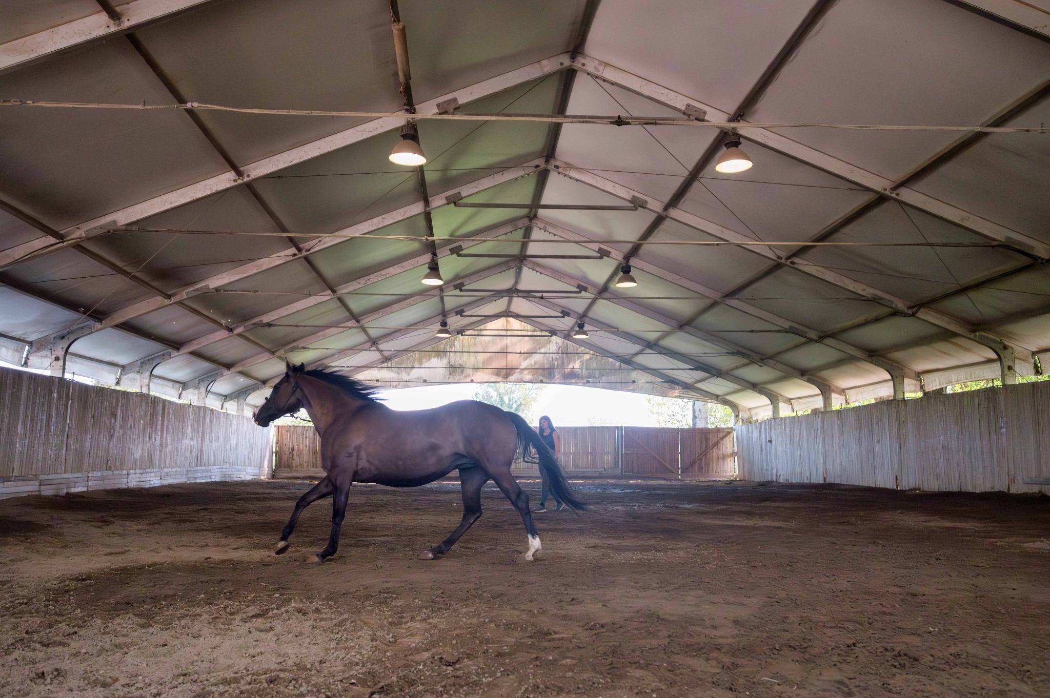 Cavallo al lavoro alla corda nel maneggio coperto del Remolino.