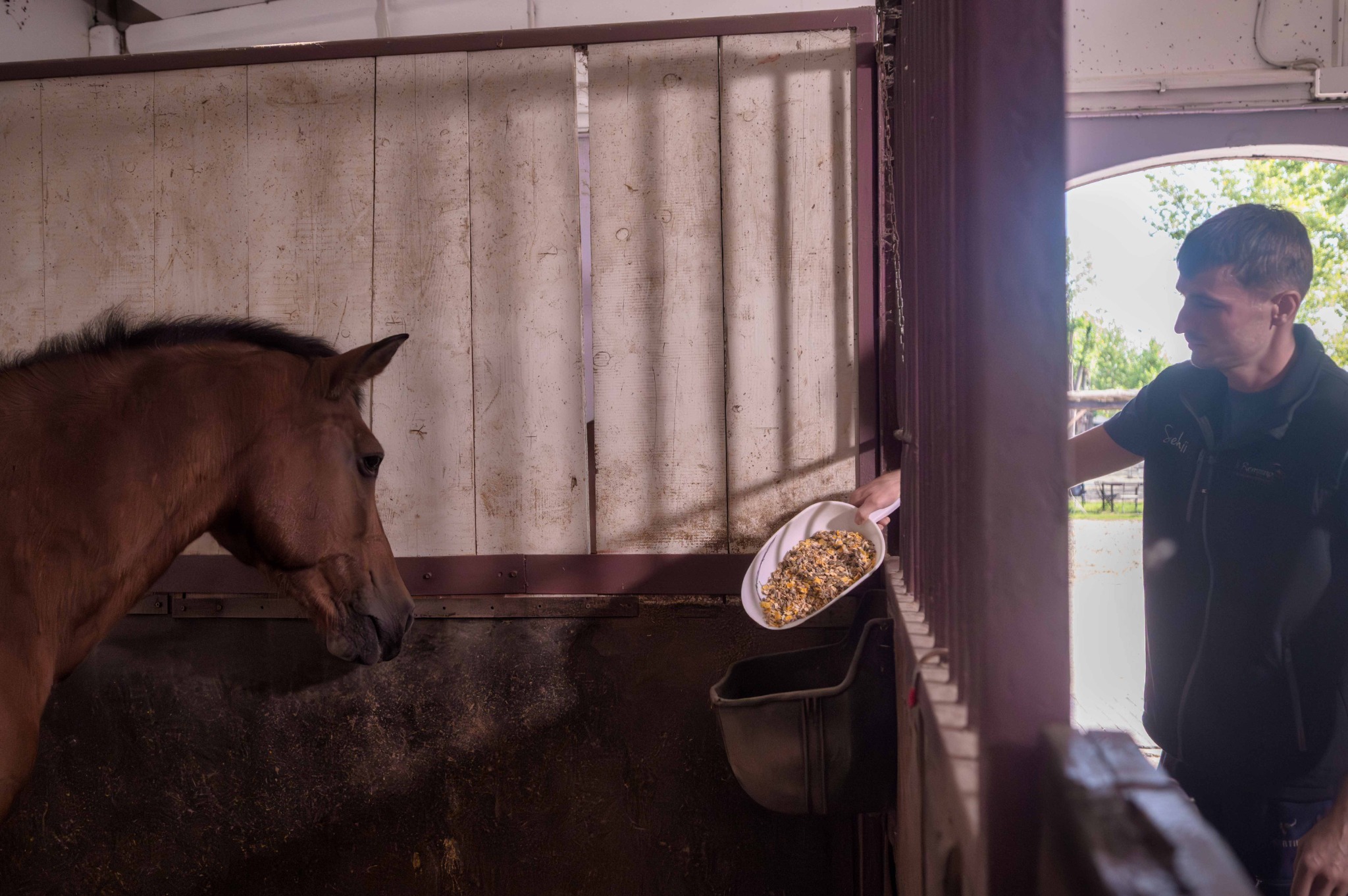 Mangime versato con un misurino nella mangiatoia di un cavallo al Remolino.