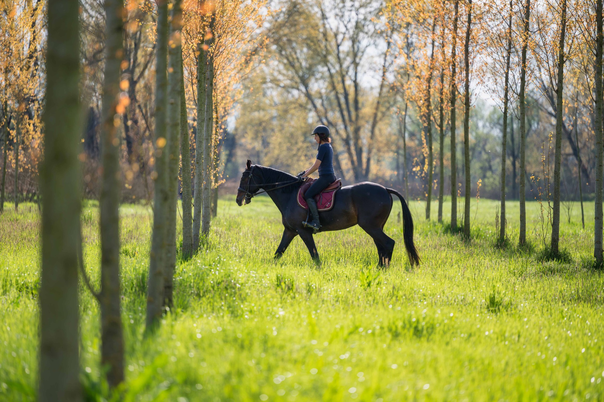 Amazzone su un cavallo baio scuro attraversa un prato tra filari di alberi illuminati dal sole, nei dintorni del Remolino.