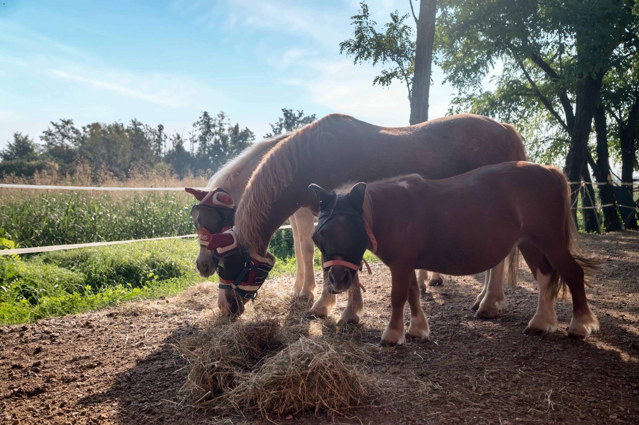 Pony che mangiano fieno all’aperto al Remolino.
