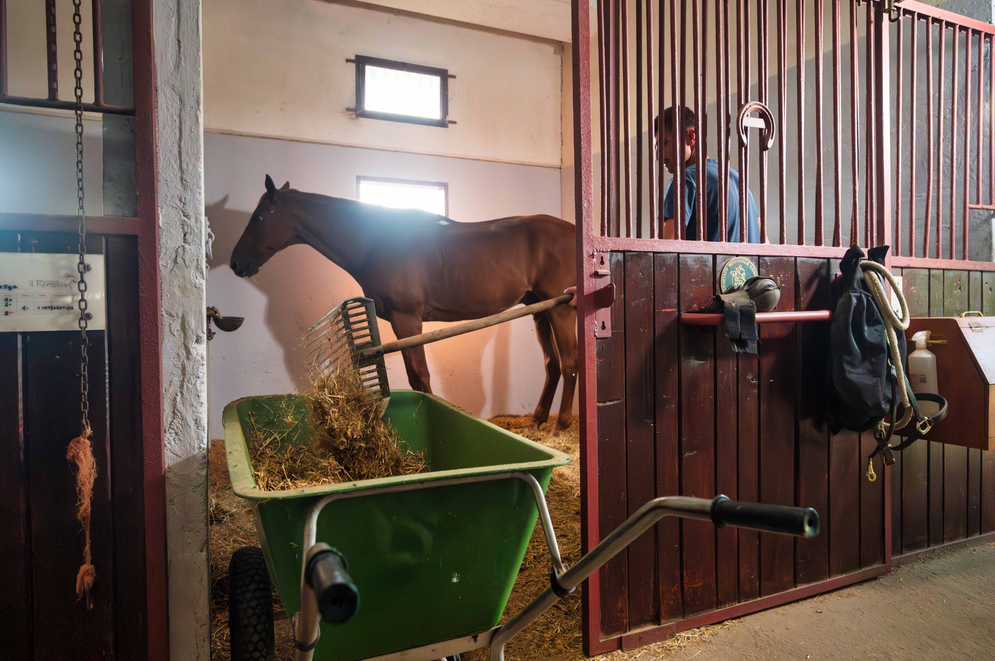 Pulizia della lettiera di un box del Remolino, con una forca e una carriola, accanto al cavallo.