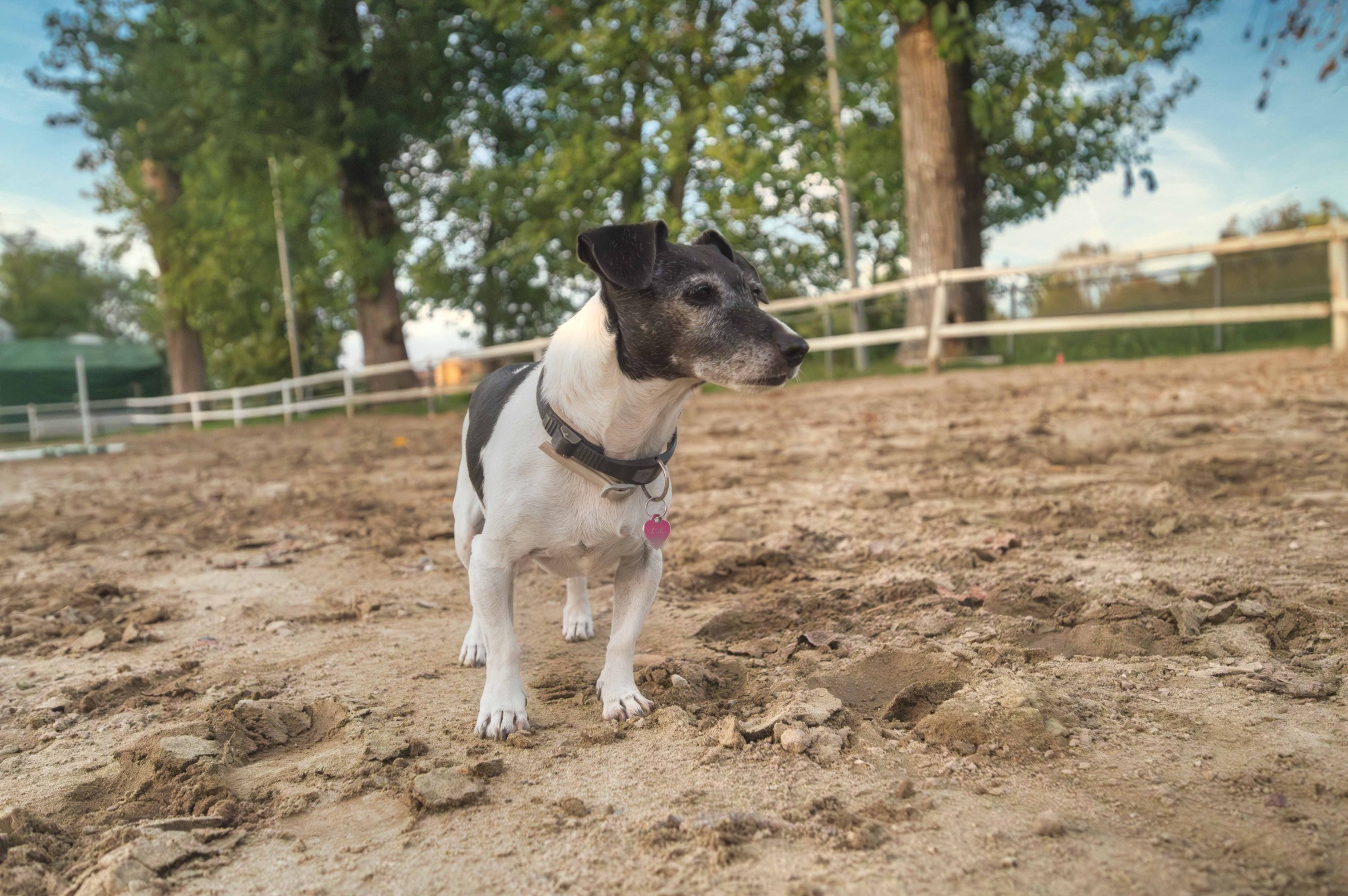 Zoe, la Jack Russell bianca e nera del Remolino, nel campo in sabbia, con recinzione e alberi sullo sfondo.